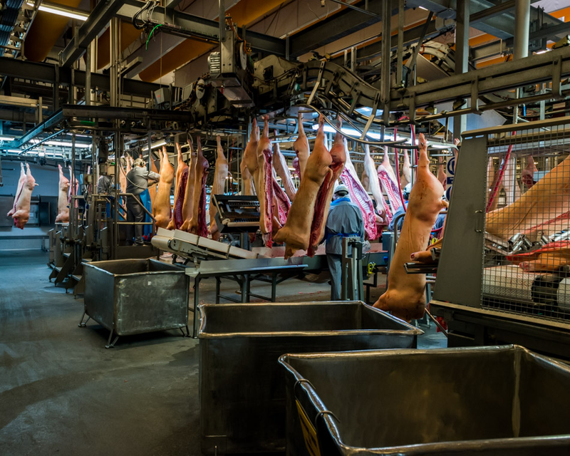 Illustration for article titled Take a Visual Tour of the World's Most Modern Slaughterhouse